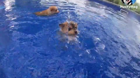 3 weeks old puppies learning to swim
