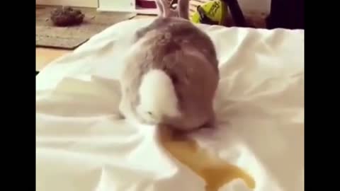 Rabbit Pee On The Bed.