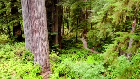 Magnificent - Coastal Redwoods