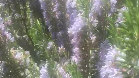 Mason Bee on Rosemary Plant
