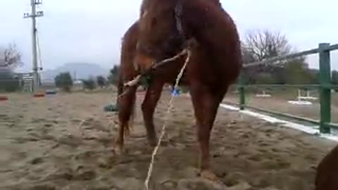 Pony whips his friend to get up and play