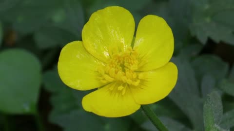 Western Buttercup