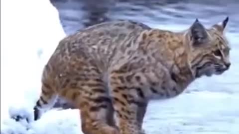 Tiger pub jump vairl animals video clip
