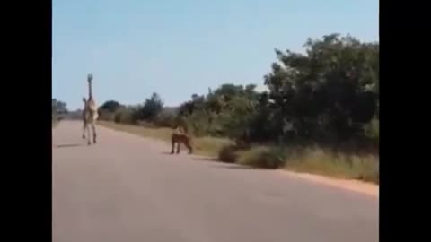 Lioness throws herself at a giraffe