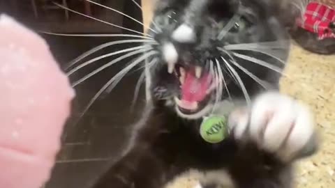 Funny and Cute Cats Video #114