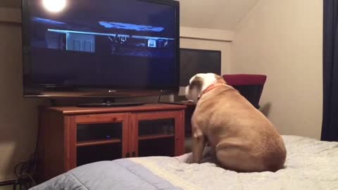 Dog watching horror movie barks when senses danger