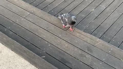 Korean Grinding Pigeons