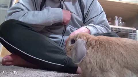 cute and amazing rabbits