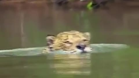 Jaguar hunting alligator in Pantanal Amazon very strong