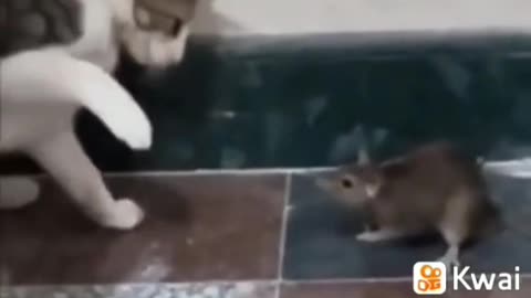 the cat hitting the mouse funny animals
