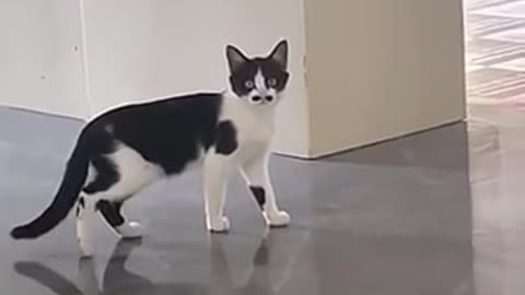 Amazing cat 🐈‍⬛ trending video