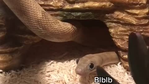 Snekky Snak Attacks