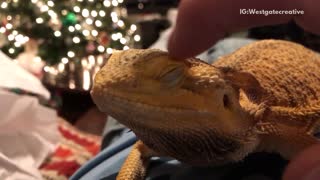 Yellow lizard enjoys being pet