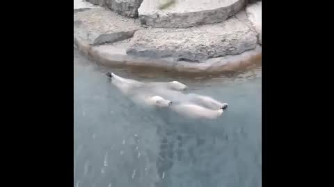 I will always remember how you treat me. Swimming polar bear