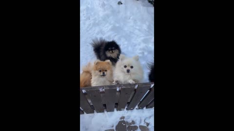 Funny Puppies And Cute Puppy Videos Compilation # 2 ^^