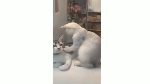 Cute cat,funny cat dancing video