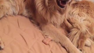 Labrador wags tails on orange bed