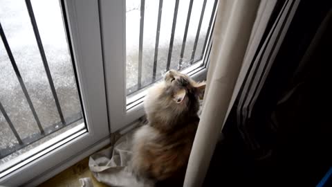 Maine Coon Cat named Narnia is mesmerised by her first heavy snowfall