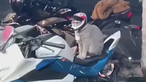 Cat funny : Cat Riding a bike with helmet