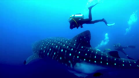 Incredible whale shark encounter in the Galapagos Islands