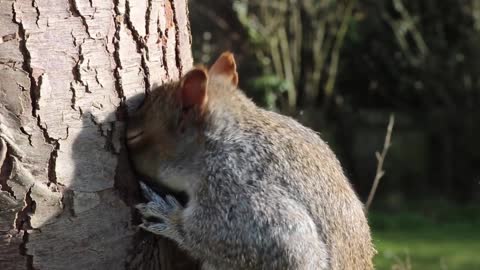 Squirrel steals nuts from someone else's hollow
