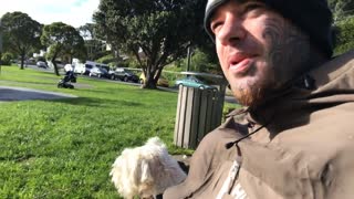 Dogs of Wellington