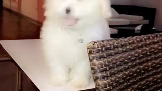 White dog doesn't know how to get off white table