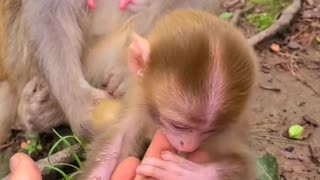 Baby monkey enjoys sucking fingers 2