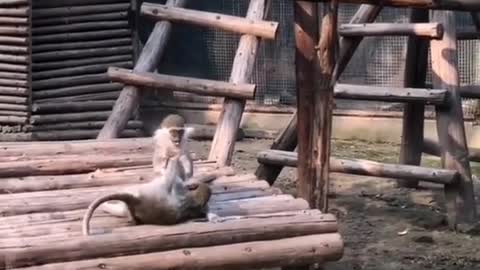 Ring-tailed lemurs fight