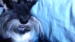 Dog goes crazy growling.