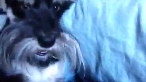 Dog goes crazy growling.