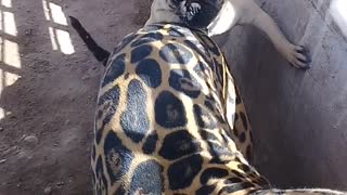 Pug Playfully Pesters Jaguar Pal