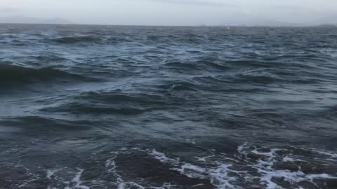 Huge Queensland Grouper Reeled in on Beach