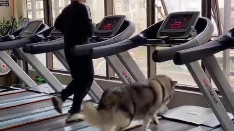 Bulldogs exercise bodybuilding video