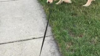Dogy Playing OutDoors with Sticks