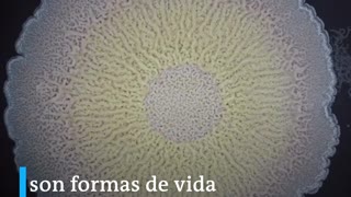 Video: conozca el maravilloso mundo de las bacterias