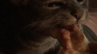 Gray cat eating pizza while laying on the sofa