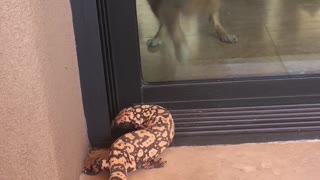 Dog Goes Crazy When Spotting Gila Monster