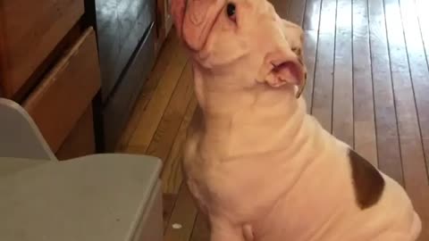 Crying bulldog desperately wants more treats