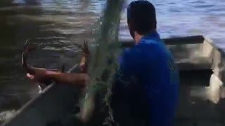 Buck Rescue After Hurricane Harvey