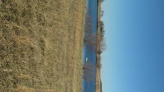 Swans on the lake in Missouri