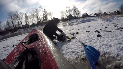 Swan Stuck to Ice Rescued by Men in Kayak