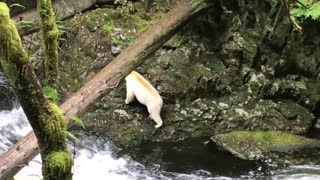 Catching a Glimpse of Extremely Rare Spirit Bear