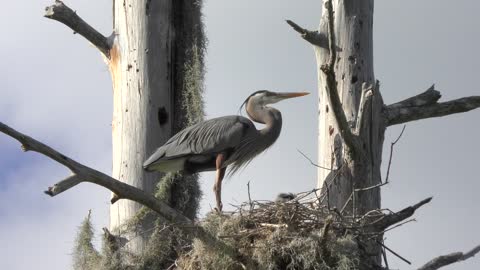 Noisy great blue heron chick in a nest