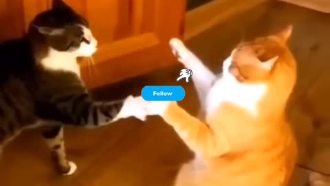 Cute cat and Fanny cat videos