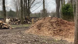 MORE...Goats Playing on the Wood Chips 03.2020