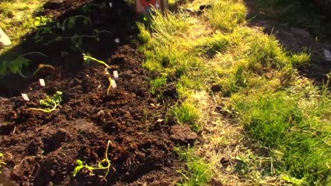 Tomato Roots