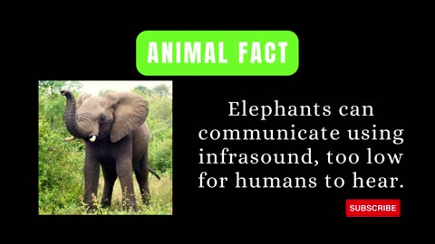 Animal Fact: The Secret Language of Elephants: Infrasound Signals 🐘🔊