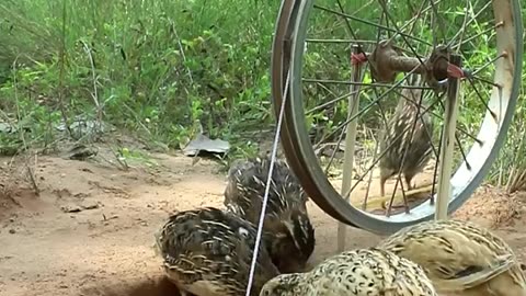 Create DIY Quail Trap #shorts #amazingtrap