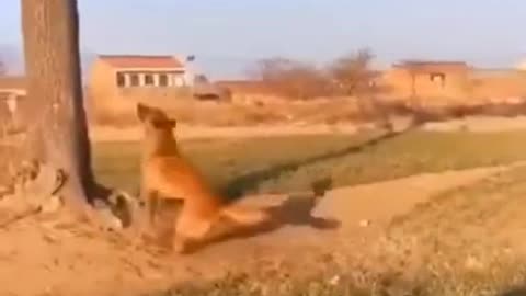 cute and funny animal video #short #animal #funny #video #viral #4